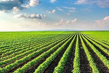 село кут: 50 соток Для сельского хозяйства — 3