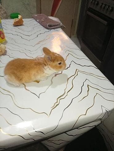 Мыши: Кролик с окрасом, сочетающим белый и светло-коричневый цвета. Обладает — 3