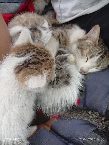 животные кошка: Котята от домашней кошки. - Окрас: серо-белый, тигровый табби с — 1
