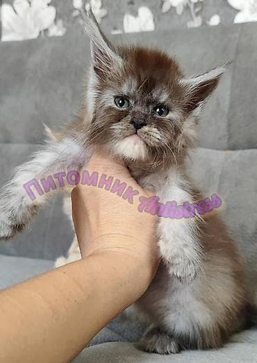 тара для мёда: Питомник Antistress предлагает котёнка породы мейн-кун — 1