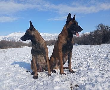 продам собаку объявление: Предлагаются к бронированию щенки Белгийской овчарки Малинуа.Щенков 9 — 3