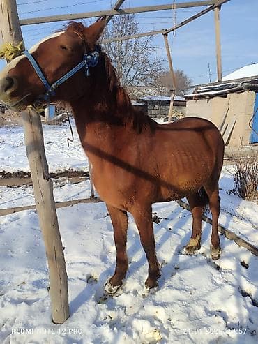 донская порода: Продаю | Жеребец | Полукровка | Рабочий — 4