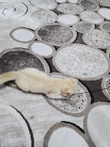 с мыкан: Котёнок породы британская короткошёрстная Пол девочка Не — 7