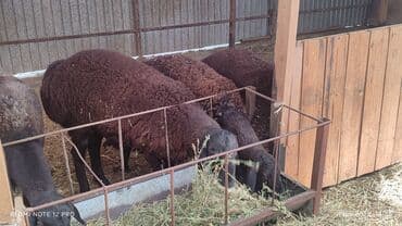 продажа кормов для сельскохозяйственных животных: Продаю | Овца (самка) | Арашан | Для разведения | Племенные, Котные, Осеменитель — 12