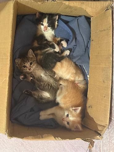 Продажа кошек: Отдам котят и кошку в добрые руки — 3