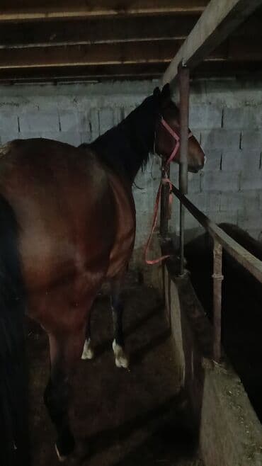 Лошади, кони: Продаю | Кобыла (самка) | Английская, Полукровка | Рабочий — 5