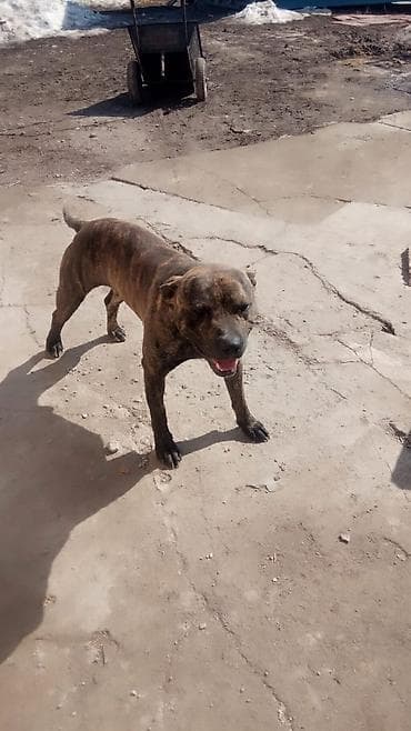 продажа кормов для сельскохозяйственных животных: Собака среднего роста, крепкого телосложения. Окрас тигровый — 9