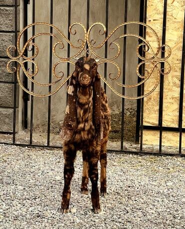 купить щенков чихуахуа: Продаю | Козёл (самец), Козлёнок | Битал, Камори, Макачини | Для разведения, Для молока | Племенные, Осеменитель — 1