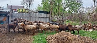 выгул: Продаю | Овца (самка) | Для разведения | Матка — 2