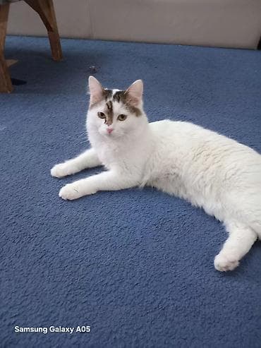 Отдам даром кошку: Мальчик — 1