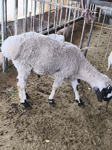 сетка для обуви: Продаю | Ягненок | На забой — 2