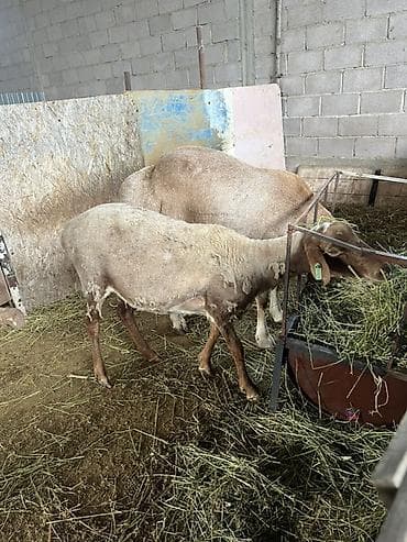 охотничая собака: Продаю | Овца (самка) | Для разведения | Племенные — 4