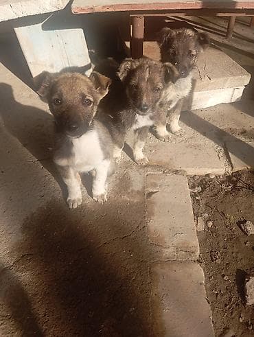 попугай даром: Отдаём щенков в добрые руки, игривые, охраняют двор уже — 1