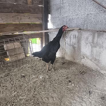 шамо цыплята: Продаю | Петух | Бойцовая | Для разведения — 10