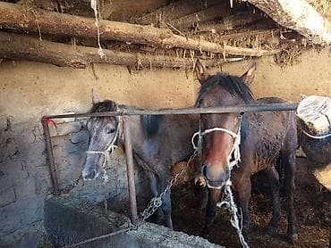 бетховен собака: Продаю | Жеребец | Полукровка | Для разведения — 1