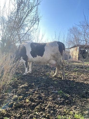 коровы сементал: Продаю | Корова (самка) | Полукровка | Для молока | Привязанные — 4