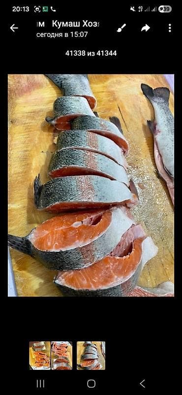 продаю мясо кролика: Свежовыловленая рыба (Радужная форель ) по 530 сом оптом вес от 1кг — 3