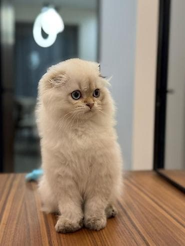 стрижка овес: Скотиш Фолд (Шотландская вислоухая), 4 месяца, Мальчик, Приучена к лотку — 3