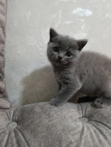 британская кошка: Британский короткошёрстный котёнок, окрас голубой (серый). - Плюшёвая — 5