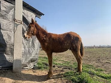 А/ч жаныбарларын сатып алам: Бир жарым жаш 75000 Бир жашка толо элек 65 мин жакшы жылкылар жоош — 2