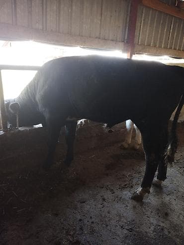 быки оптом: Продаю | Бык (самец) | На откорм | Привязанные — 3