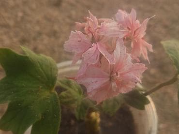 Пеларгония (герань) с махровыми цветами оттенка нежно‑розовый с