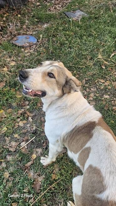 Продажа собак: Щенки от крупной дворовой собаки Описание: - На фото — взрослая — 3