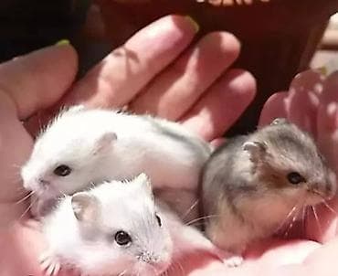 cat chow: Хомячки декоративные разных пород и окрасов - В наличии джунгарики — 1