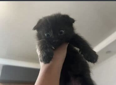 купить британского короткошерстного котенка: Скотиш Фолд (Шотландская вислоухая), 2 месяца, Девочка, Черный — 1