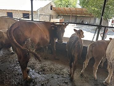бек абад: Продаю | Корова (самка), Музоо, торпок | Симментальская | На откорм | Привязанные — 2