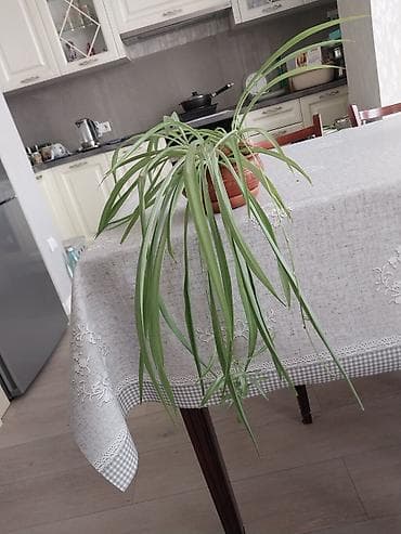 ско: Отдам цветы Хлорофитум и Бегонии без горшка — 1