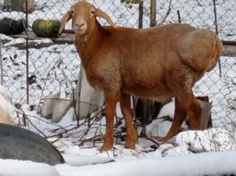 продажа щенков немецкой овчарки в бишкеке с документами: Продаю | Ягненок | Гиссарская, Эдильбаевская | На забой | Кастрированные — 9