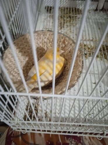 гнёзда: Гнёзда для птиц! — 5