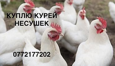 Ветеринар кызматы: Жеке жак : Тооктор, короздор, | Союуга, этке — 1