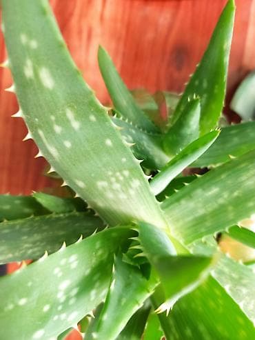 Дом и сад: Алоэ вера (Aloe vera) в горшке, возраст 2 года. Цена 300 сом - — 1