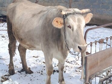 сөөл жан: Сатам | Уй (ургаачы) | Көбөйтүү үчүн, Сүт алуу үчүн — 2