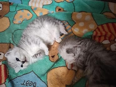 сколько стоит сиамская кошка в сомах: Готовы к раннему бронированию Котята серебристого окраса (шотландского — 2