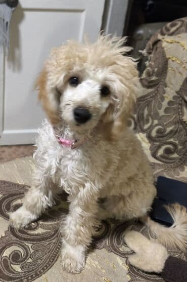 Щенки пуделя (карликовые/той, по типу) светло-рыжего и абрикосового