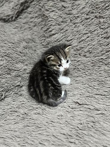 Үй жаныбарлары: 🐾 Шотландские котята мраморного окраса (скоттиш-страйт/скоттиш) — 3
