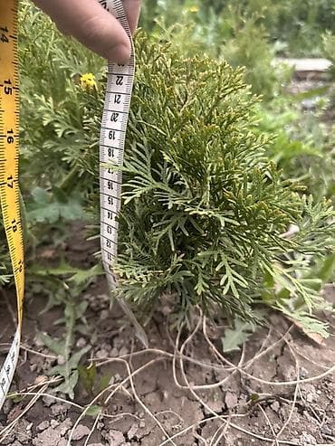 рынок тулпар: Срочно!!!Туя западная «Смарагд»
20-30см 350сом
40-50см 500сом — 3