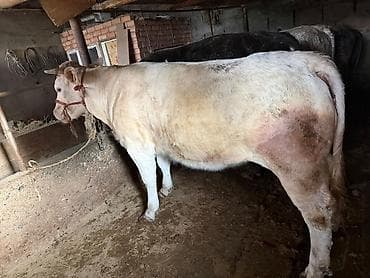 кой козусу: Продаю | Бык (самец) | На откорм | Привязанные — 4