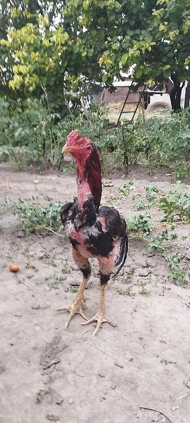 тай бишкек: Салам алейкум продаю туляк нага храмает 3 года вэсит 4 кг — 1