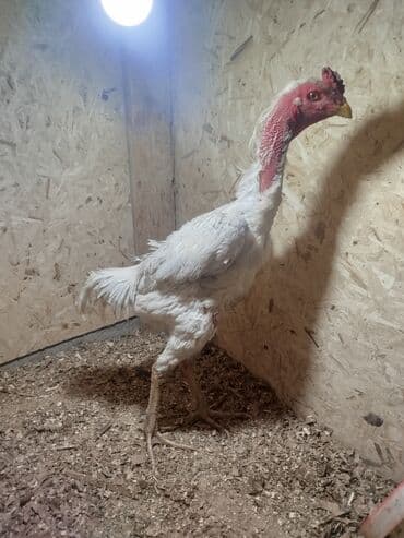 продам сельхоз животных: Дакан ак короз сатылат бойу чон алмашу жолдору бар адрес Заря Тынчтык — 1
