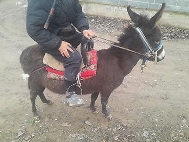арашан ко: Ослик для верховой езды и хозяйственных работ. - Компактный — 1