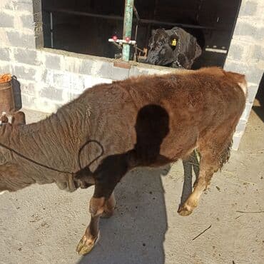 Иттер: Сатам | Кунаажын | Ангус | Бордоп семиртүү үчүн | Асыл тукумдуу — 3