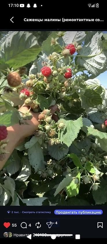 Малина көчөт