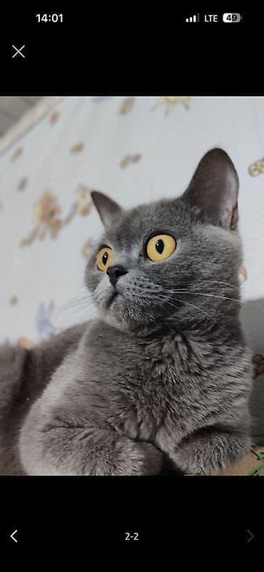 кошка породистые: Срочно ‼️ Британская короткошёрстная кошка, окрас блю (серо-голубой) — 1