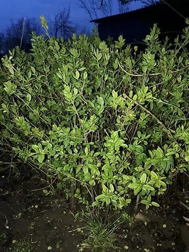 Майрамдык товарлар: Живая изгородь из частиц (Ligustrum) — быстрорастущий декоративный — 2