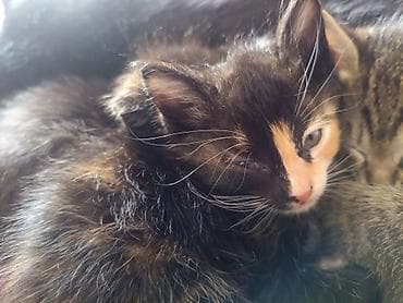 черепаховая кошка цена: Котята домоседы, короткошерстные и пушистые, из одного помёта. отдам — 1