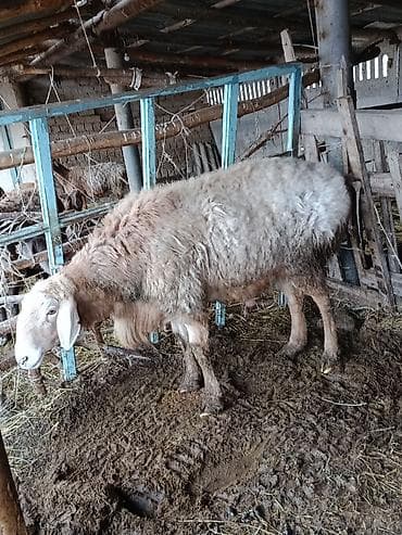 ош животные: Продаю | Баран (самец) | Для разведения | Осеменитель — 4